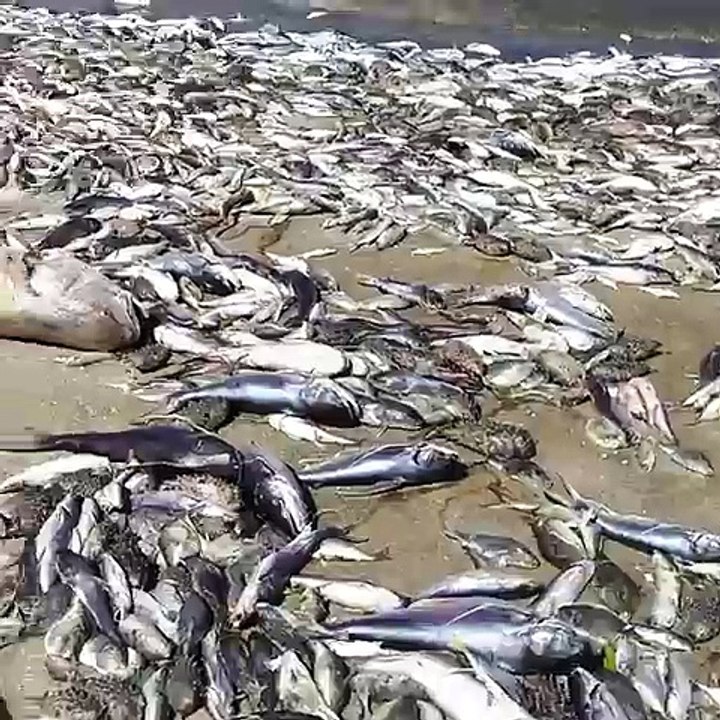 Indian River Lagoon Fish Kill