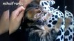 Kittens Meowing - A Cats Meowing Compilation || NEW HD