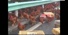 3000 Chickens Cross The Road