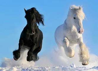 Qué significa soñar con caballos - Sueño Significado