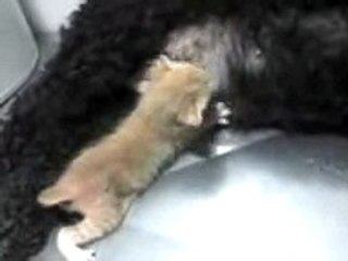 CADELA MÃE GATO FILHO MAMANDO