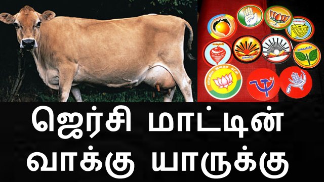 ஜெர்சி மாட்டின் வாக்கு யாருக்கு | For Whom Jersey Cow is Going to Vote
