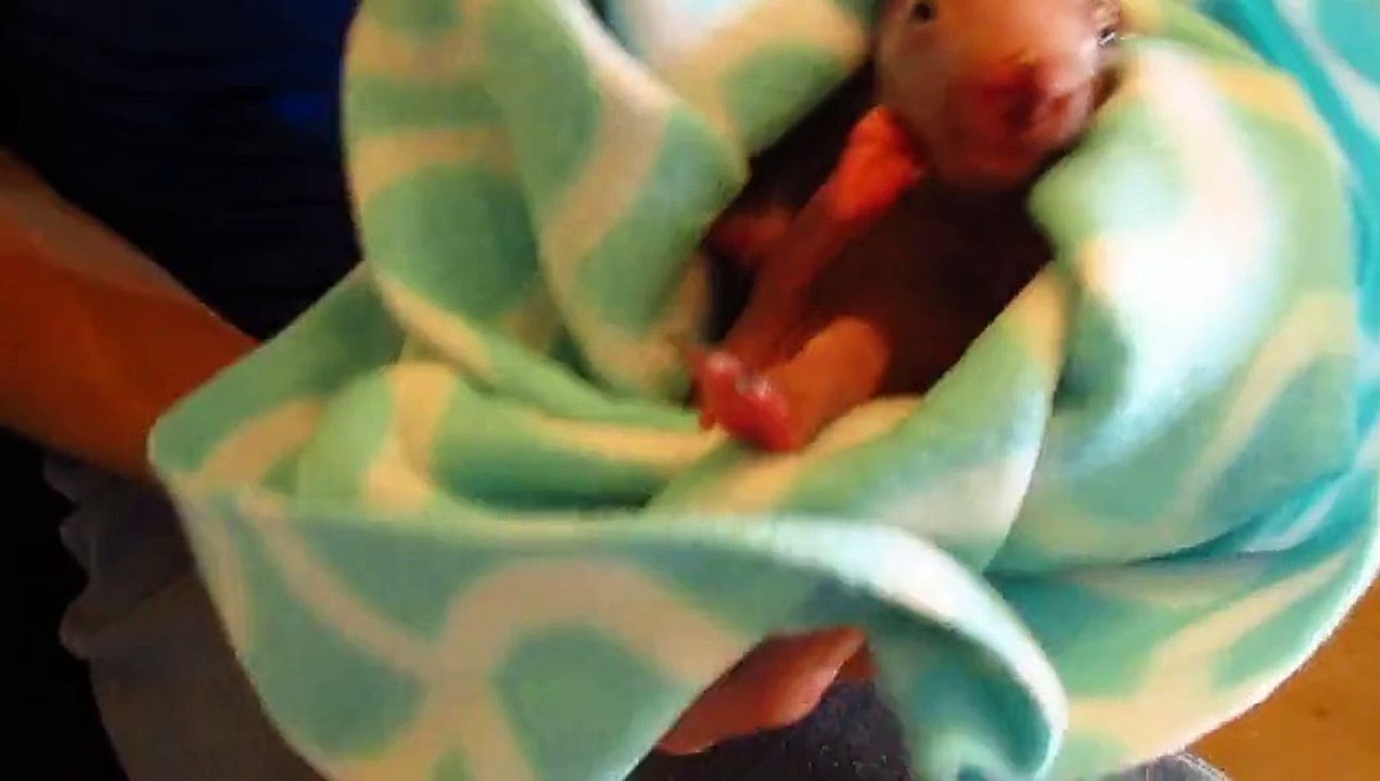 Northern hairy-nosed wombat joey