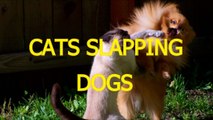 Cats slapping and punching dogs - Funny cat & dog compilation