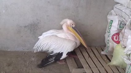 Yaralı Bulunan Pelikan Tedavi Edilecek