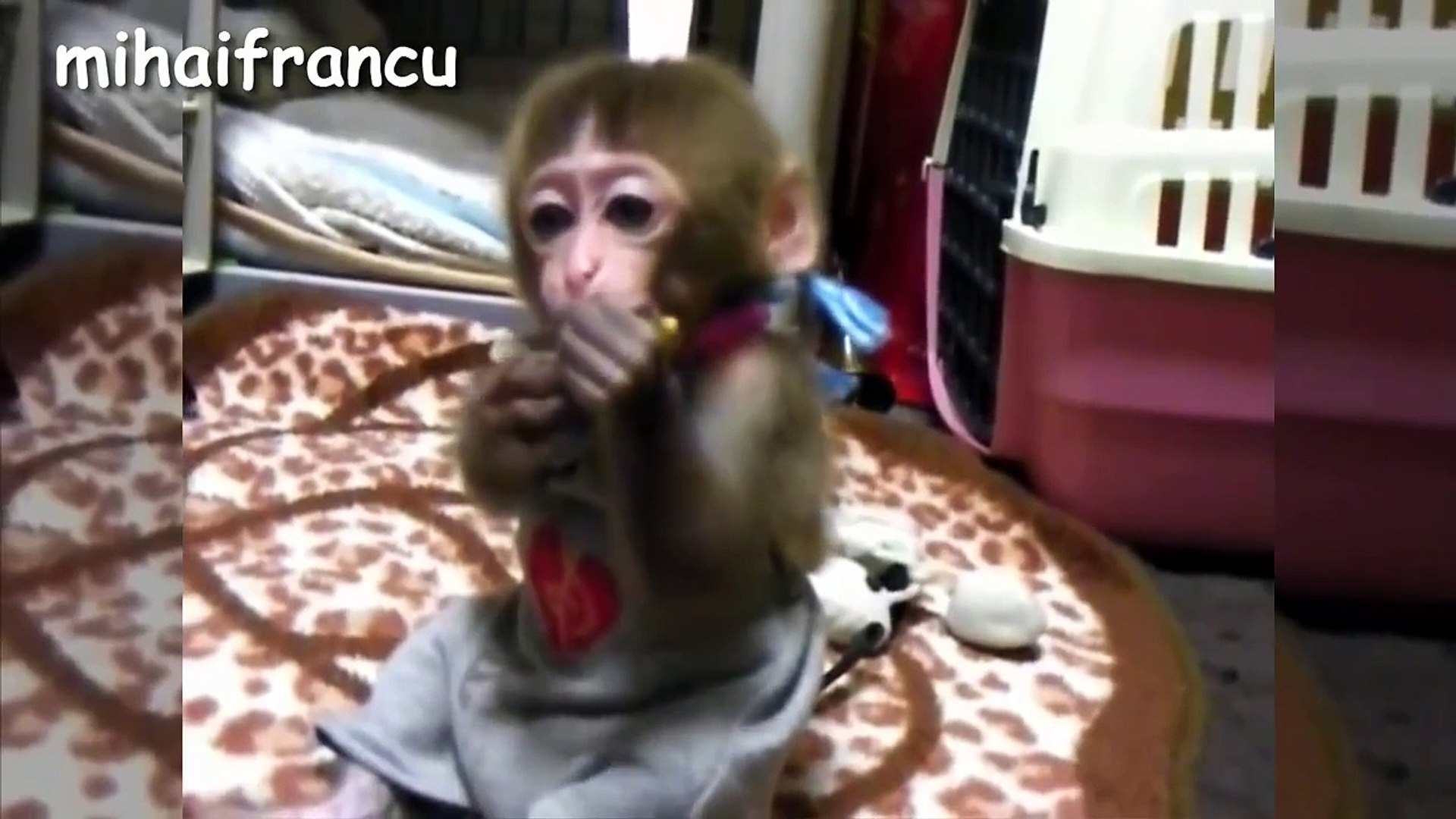 Baby Monkey A Funny And Cute Baby Monkey Videos Compilation New Hd Dailymotion Video
