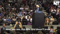 Bird Makes Appearance At Bernie Sanders Rally