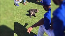 WATCH: Chicago Cubs Play with Bear Cubs