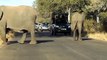 Des éléphants stoppent créent des bouchons pour des raisons incroyables