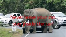 Thaïlande : quand des éléphants mécontents s'en prennent aux voitures