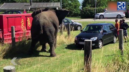 Des éléphants déchaînés au Danemark ! - Le Rewind du Vendredi 17 Juillet 2015