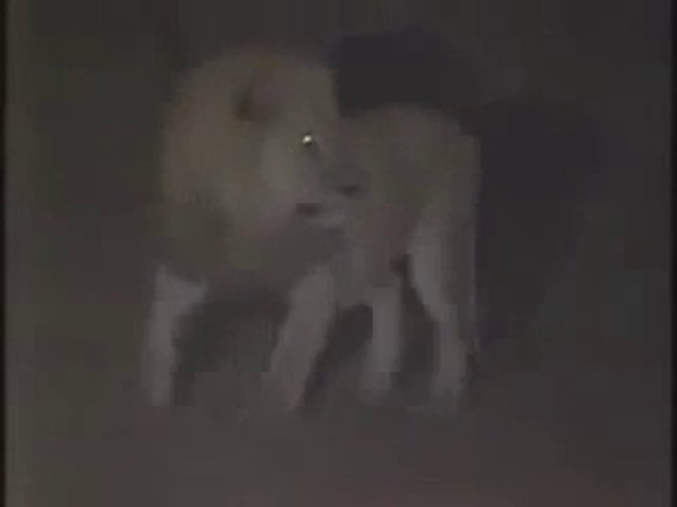 Lion is killed by 3 elephants in Africa