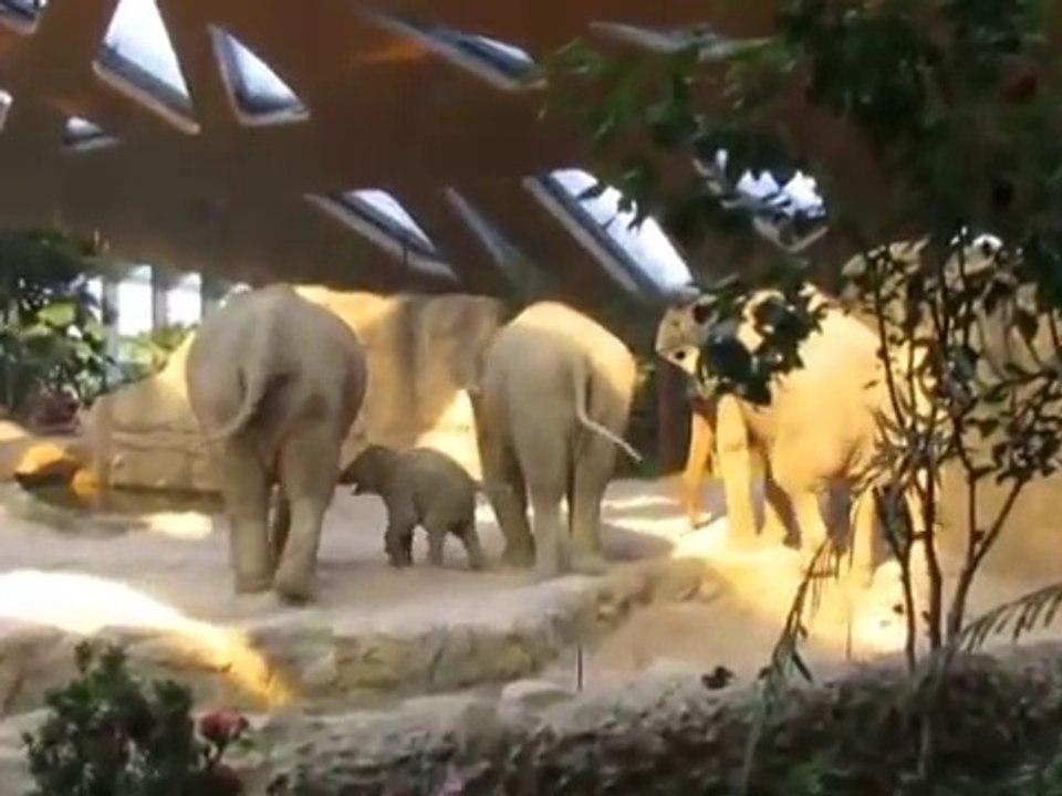 Des éléphants aident un éléphanteau au zoo