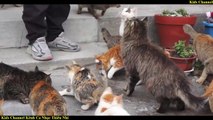 Con Mèo Trèo Cây Cau - Nhạc Thiếu Nhi Hay Nhất