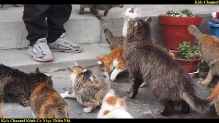 Con Mèo Trèo Cây Cau - Nhạc Thiếu Nhi Hay Nhất