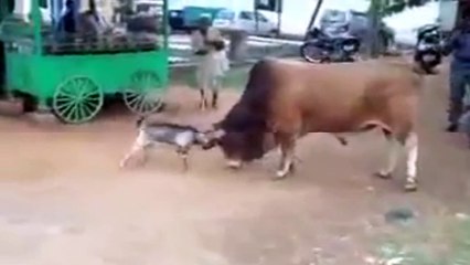 Goat Vs Cow