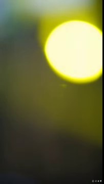 160325 밤비노 BAMBINO 은솔 하담 - Focus & New Thang & Runaway Baby 외 1곡 (명지전문대학) 직캠 fancam by zam