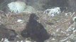 Curious Eaglet~~Two Harbors