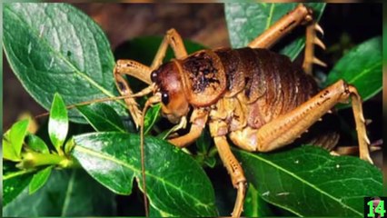 Los 15 Animales Más Grandes Del Mundo Y De La Historia