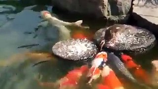 Humans need to watch and learn - duckling feeding fish