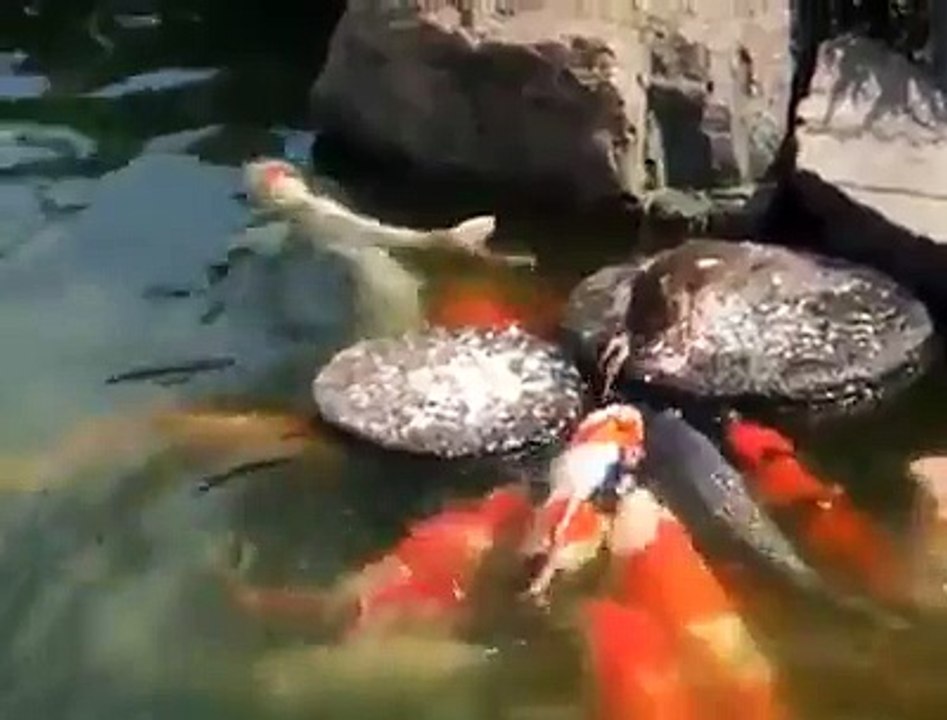 Humans need to watch and learn - duckling feeding fish