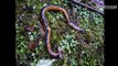 Amazing animals! Giant leech (Hirudo) swallow earthworms