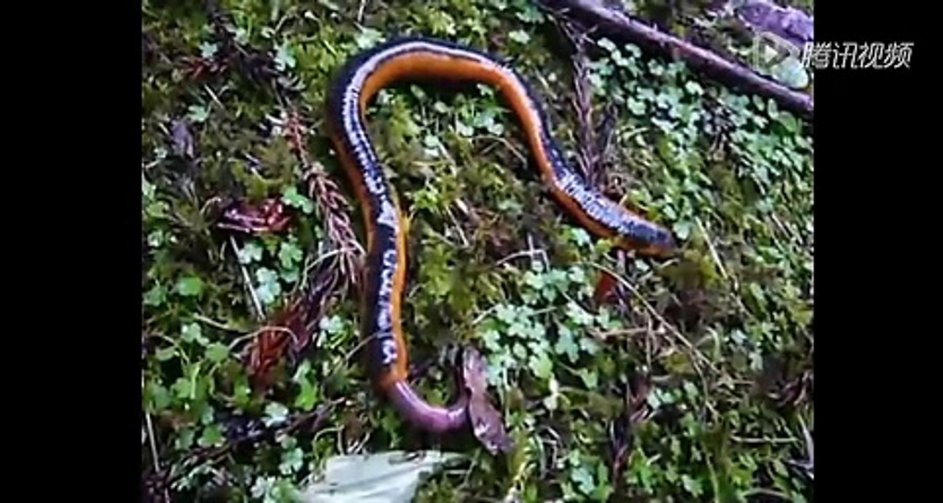 Amazing animals! Giant leech (Hirudo) swallow earthworms