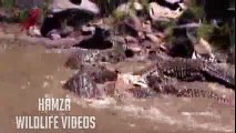 Animals Battle  crocodiles eat zebra ● crocodile vs zebra fight to the death