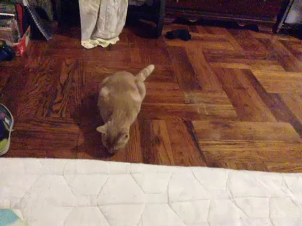 Scared cat
