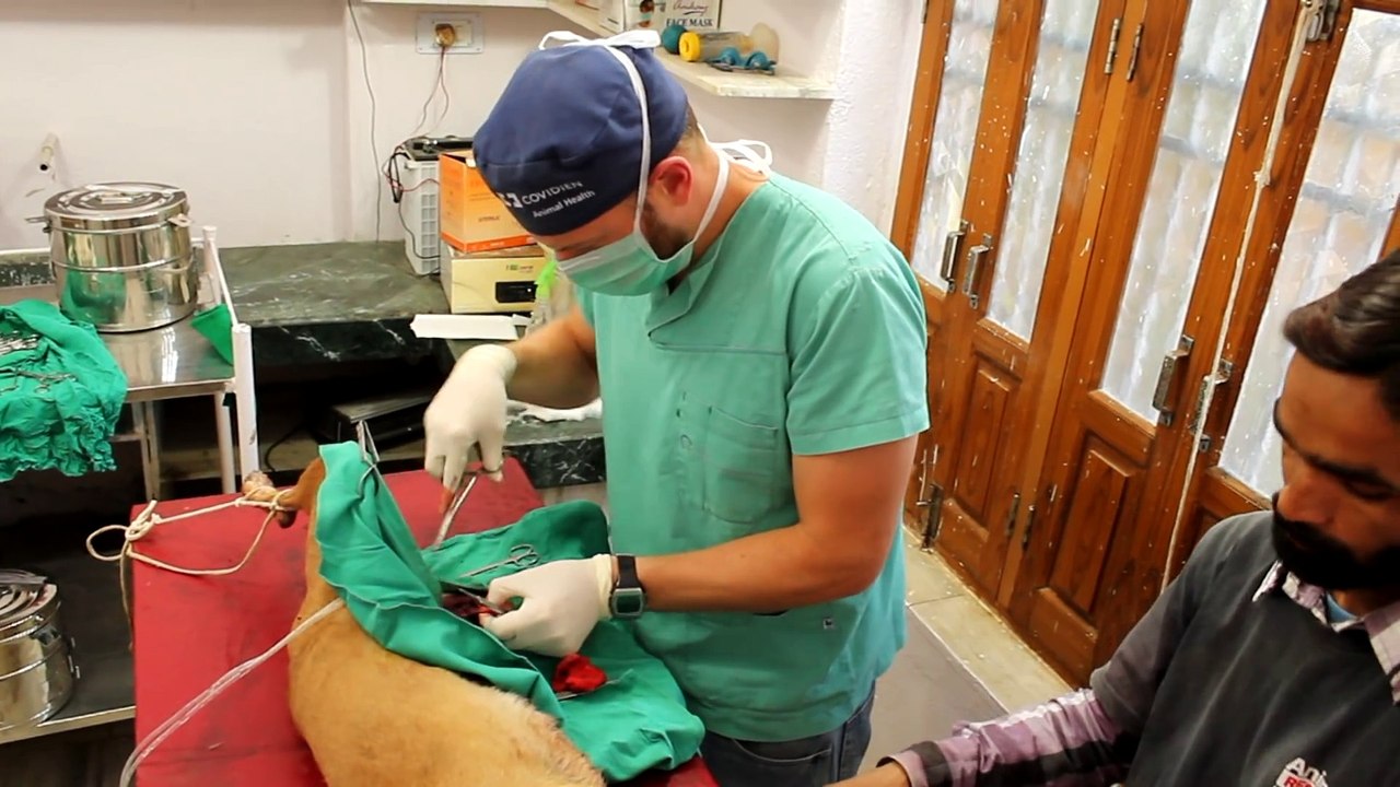 Dog bleeding to death saved just in time