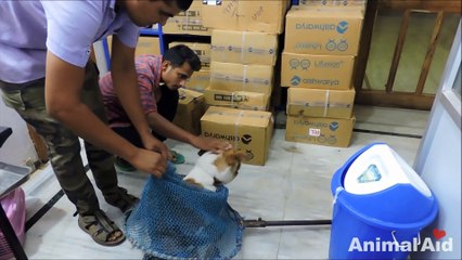 Dog's shocking injury from strangling on wire noose