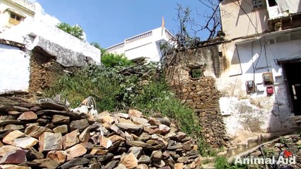 Dog with massive cancerous tumor makes incredible recovery