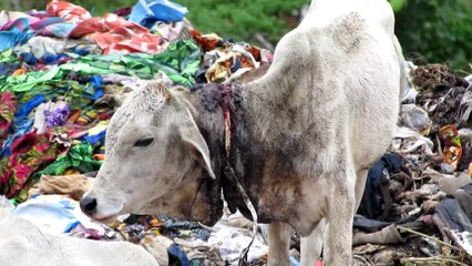 Dramatic rescue of injured calf from garbage dump in India