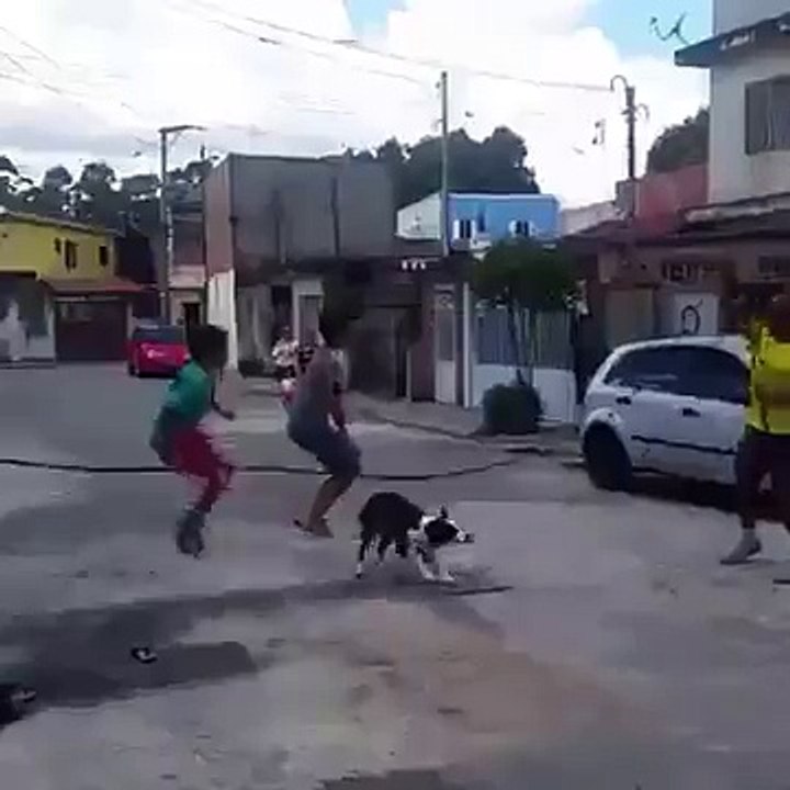 Dog Jump Rope