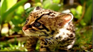 Best cute animals wallpaers video