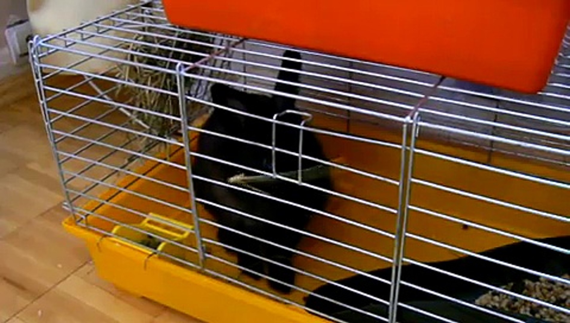 Rabbits 6