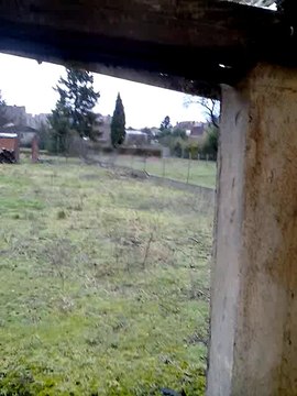 Elevage de chiens de france Bouviers Bernois Harnes