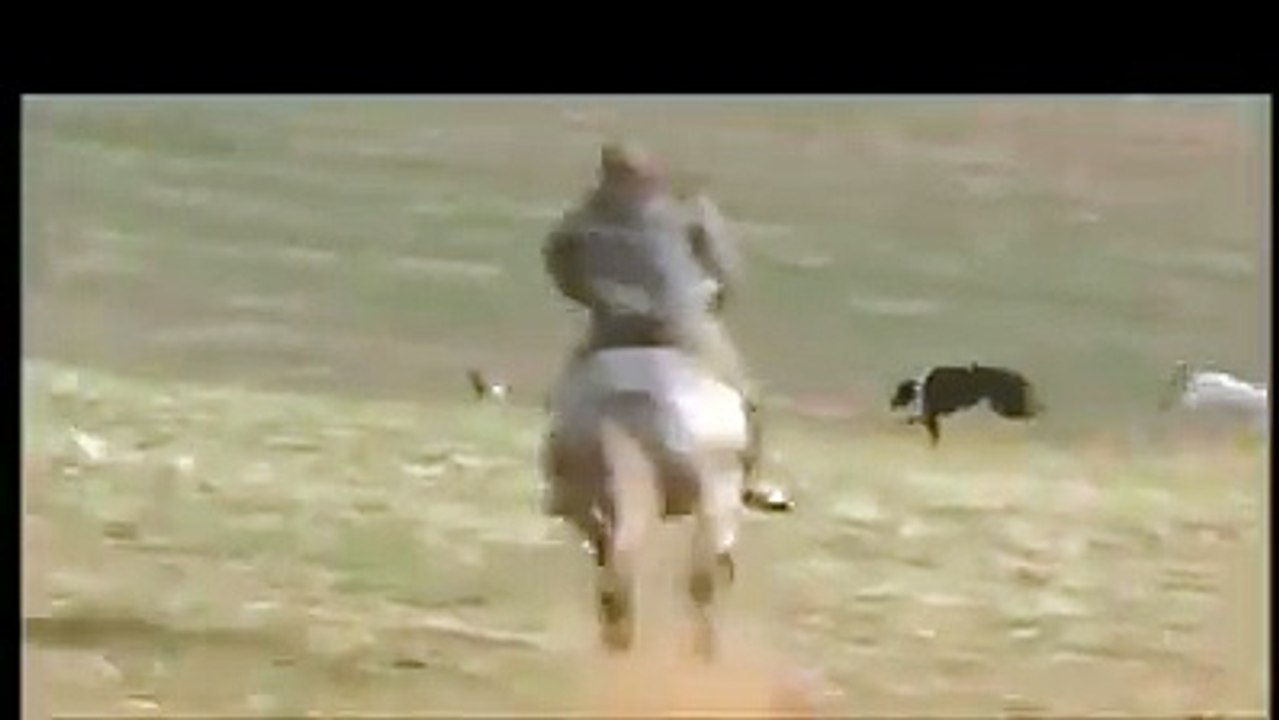 Rabbit chase
