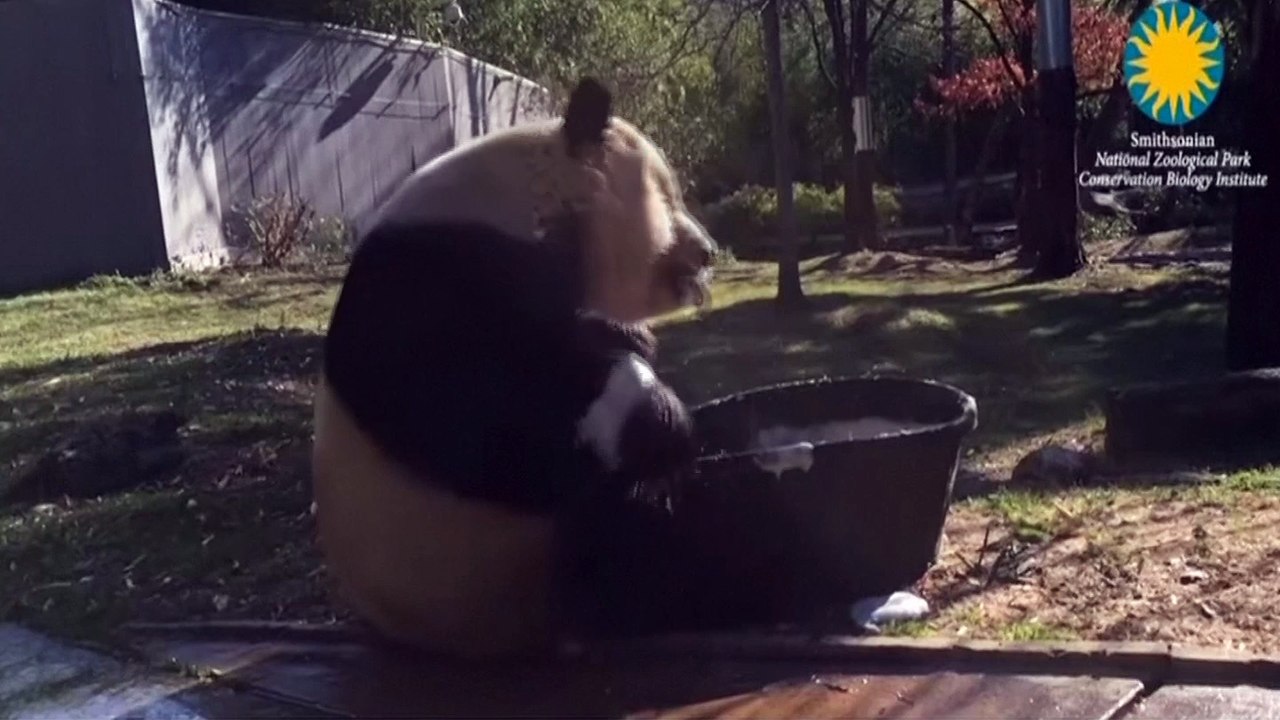 National Zoo's panda Tian Tian takes a bath