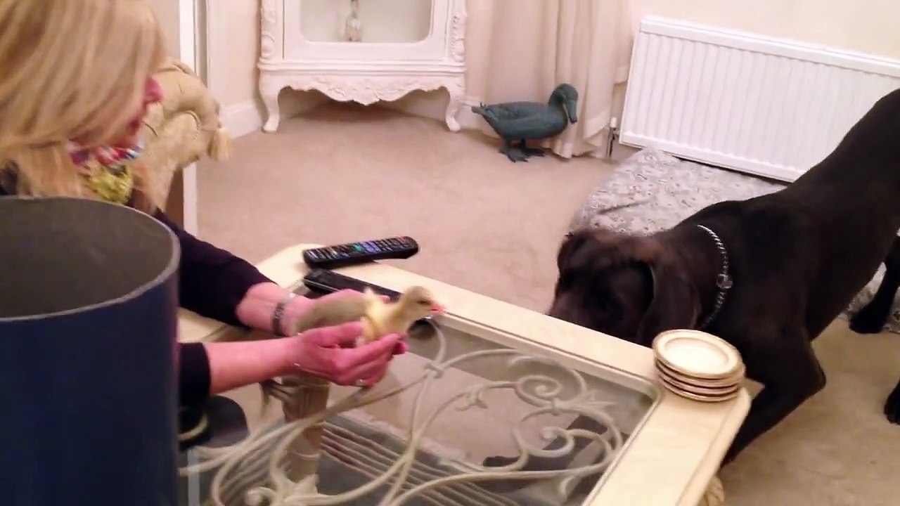 Rencontre entre un poussin et un gros chien. Futures meilleurs amis... Trop mignon