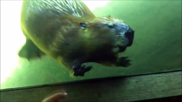 Un castor qui fait coucou en réponse aux touristes