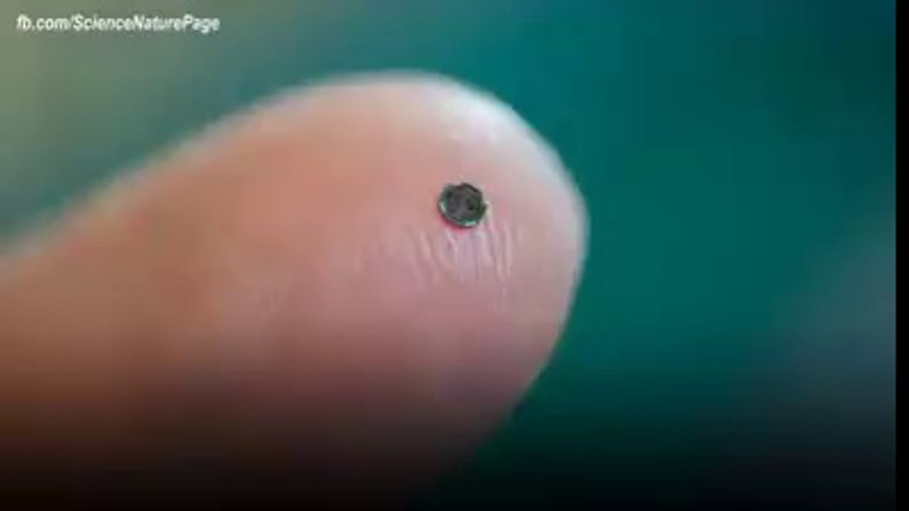 Tiny Camera