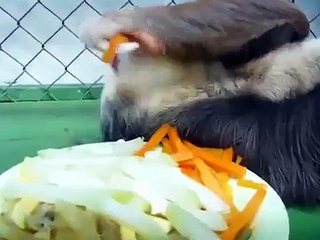 Ленивец, который достиг полной гармонии с собой и миром