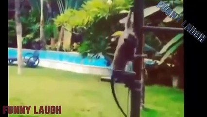 Funny Videos Try not To Laugh or Grin Impossible Challenge - Funny Monkey Videos Compilation 2016