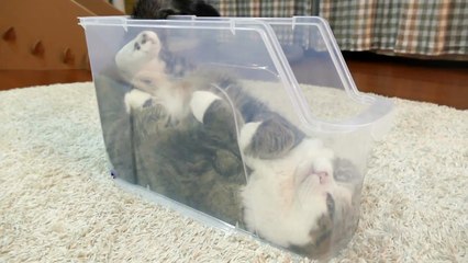 Cat is calm, in a plastic box