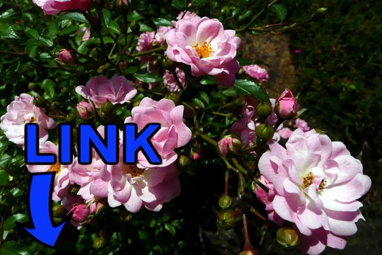 The Elder Scrolls IV: Oblivion steam key generator telecharger 2016