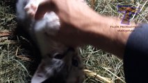 Cute little kittens - CUTENESS OVERLOAD