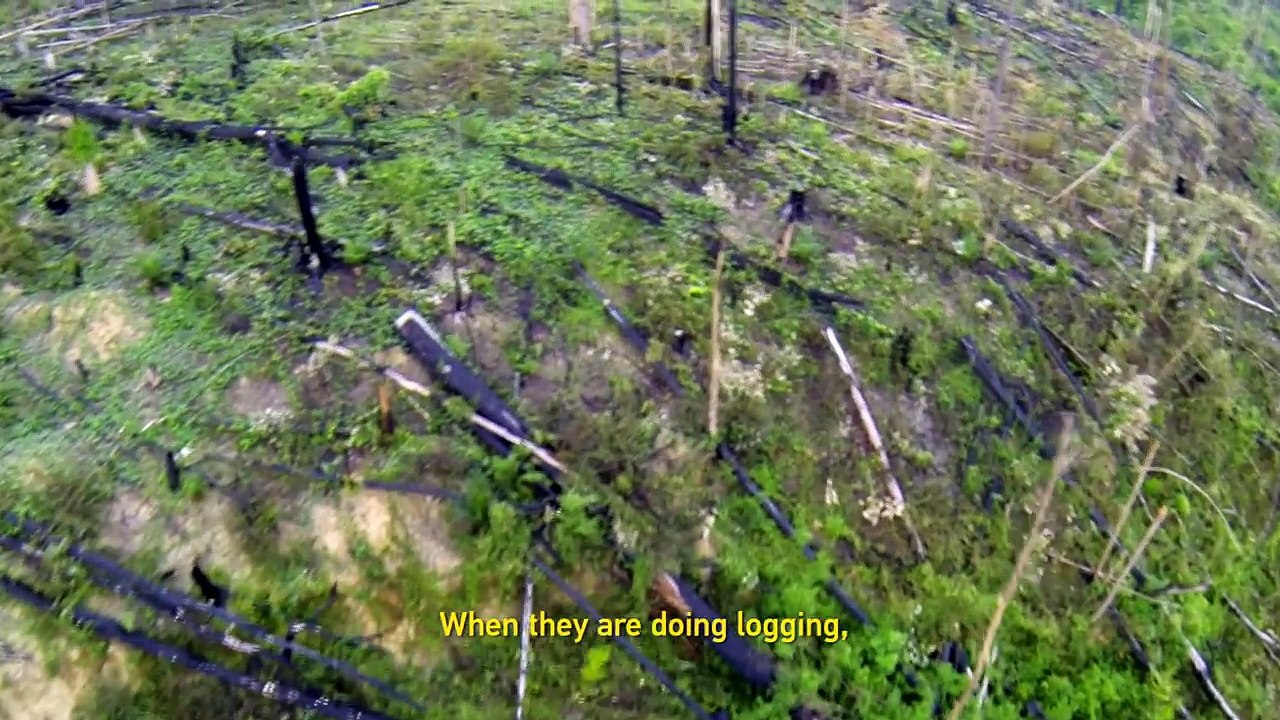 The Jungle, The People, and The Fish That Could Save It All