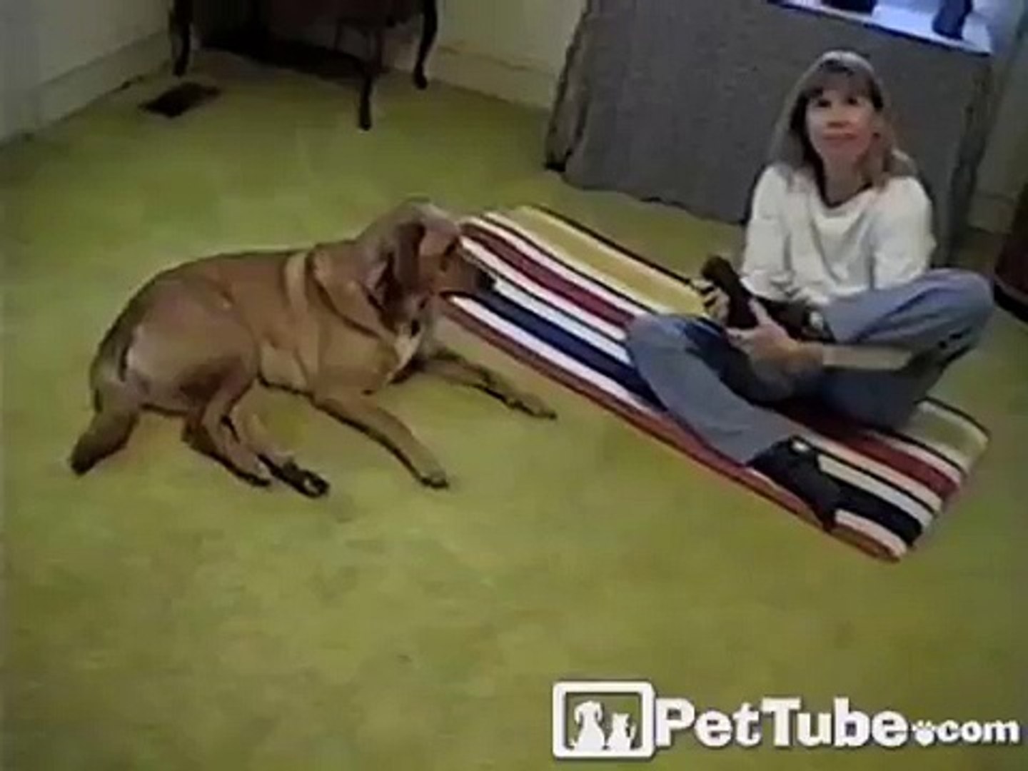 ⁣INCREDIBLE Yoga Dog - Funny Dog