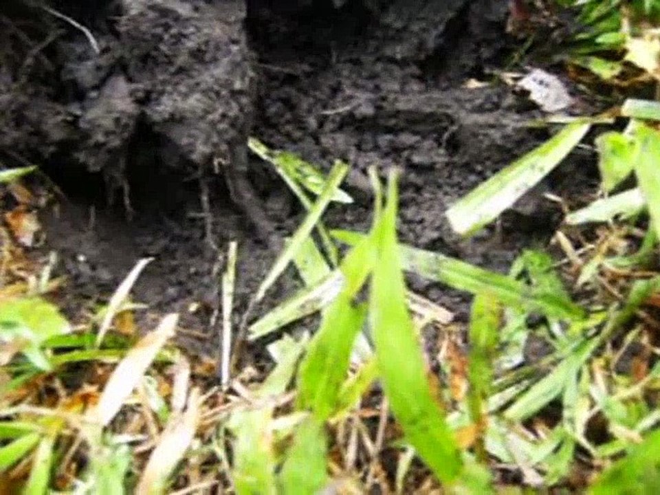 Pirate Jack Finds more Bounty  MAD JACK THE PIRATE Cartoon